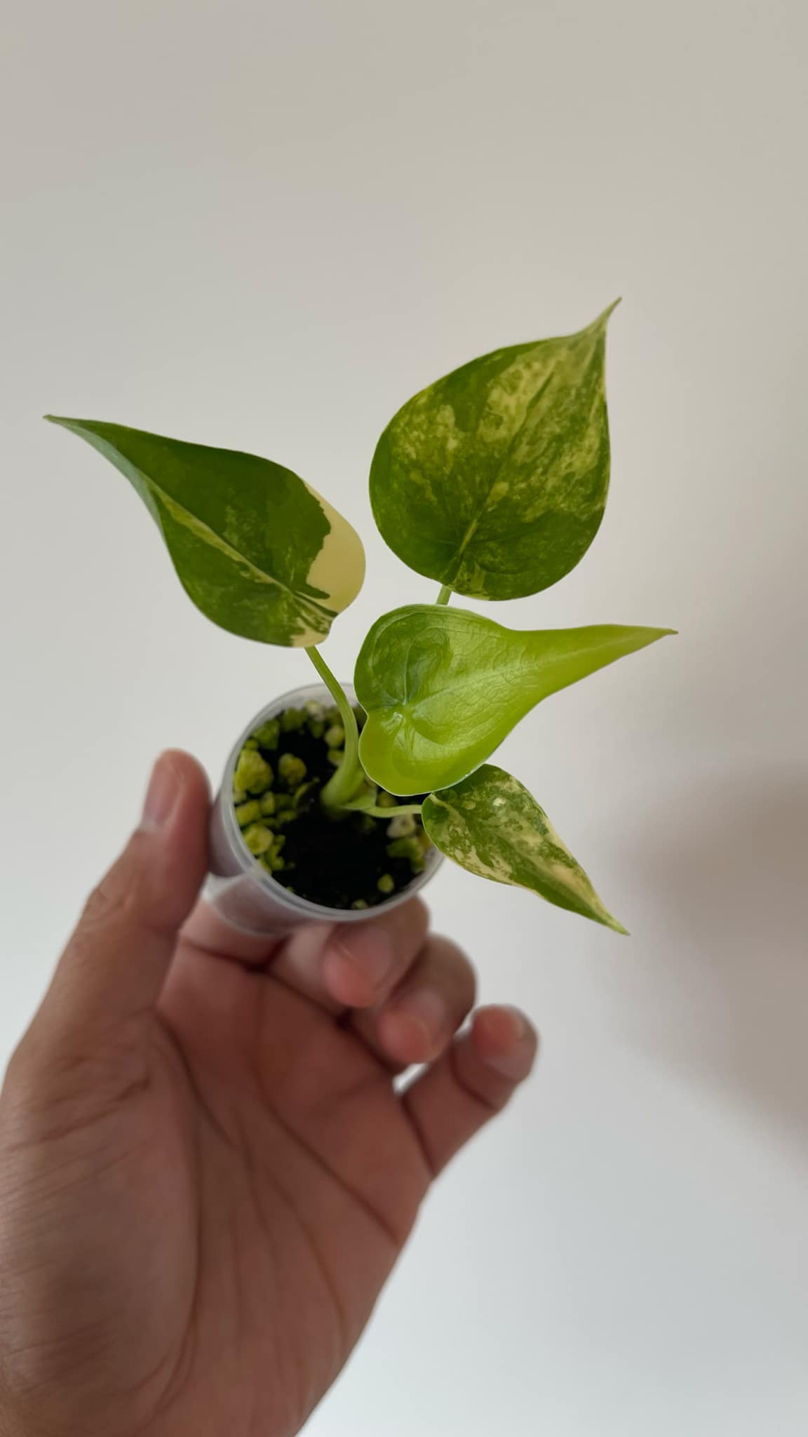 Alocasia Cucullata Aurea Variegated