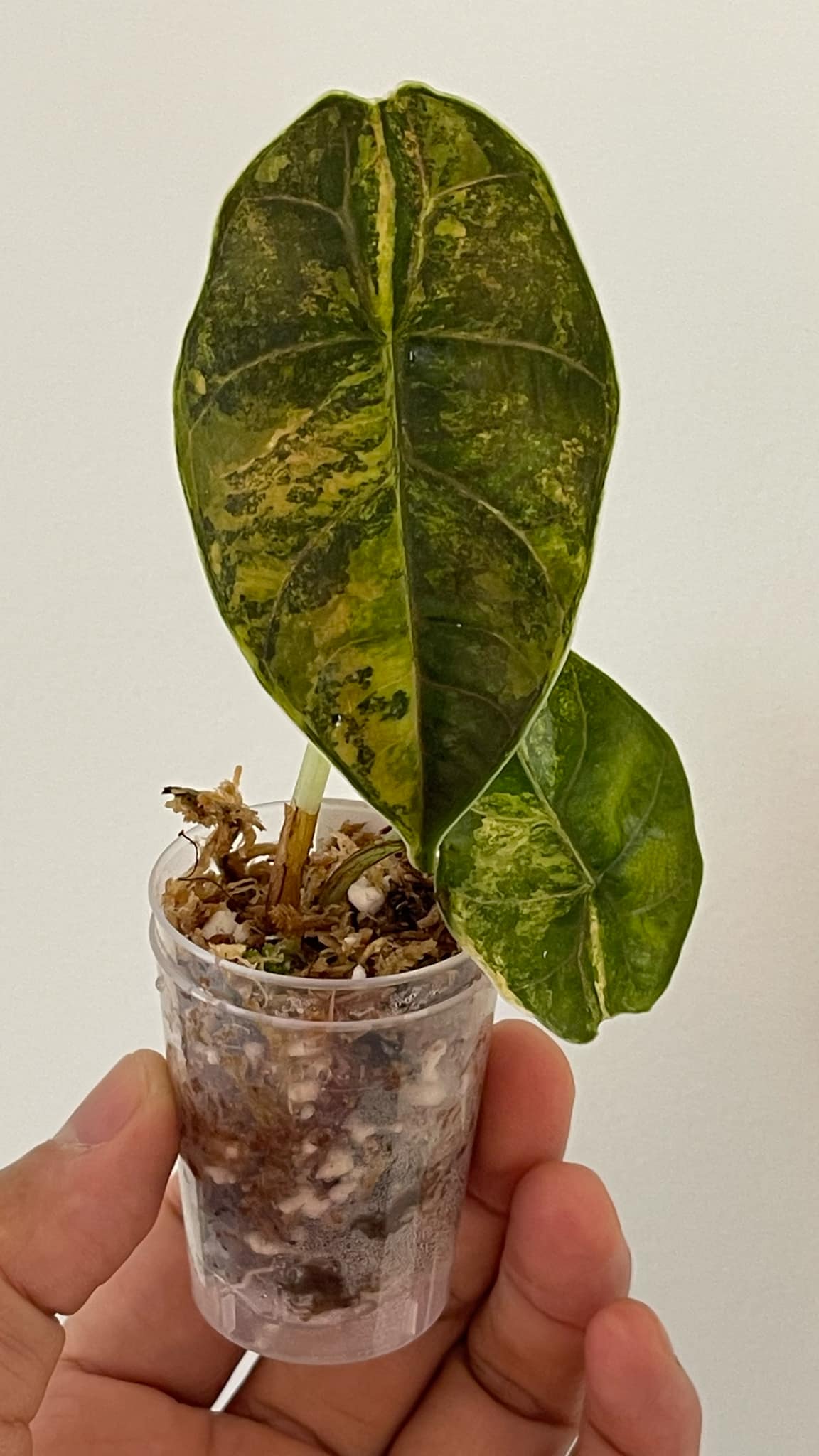 Alocasia Azlanii Aurea Variegated