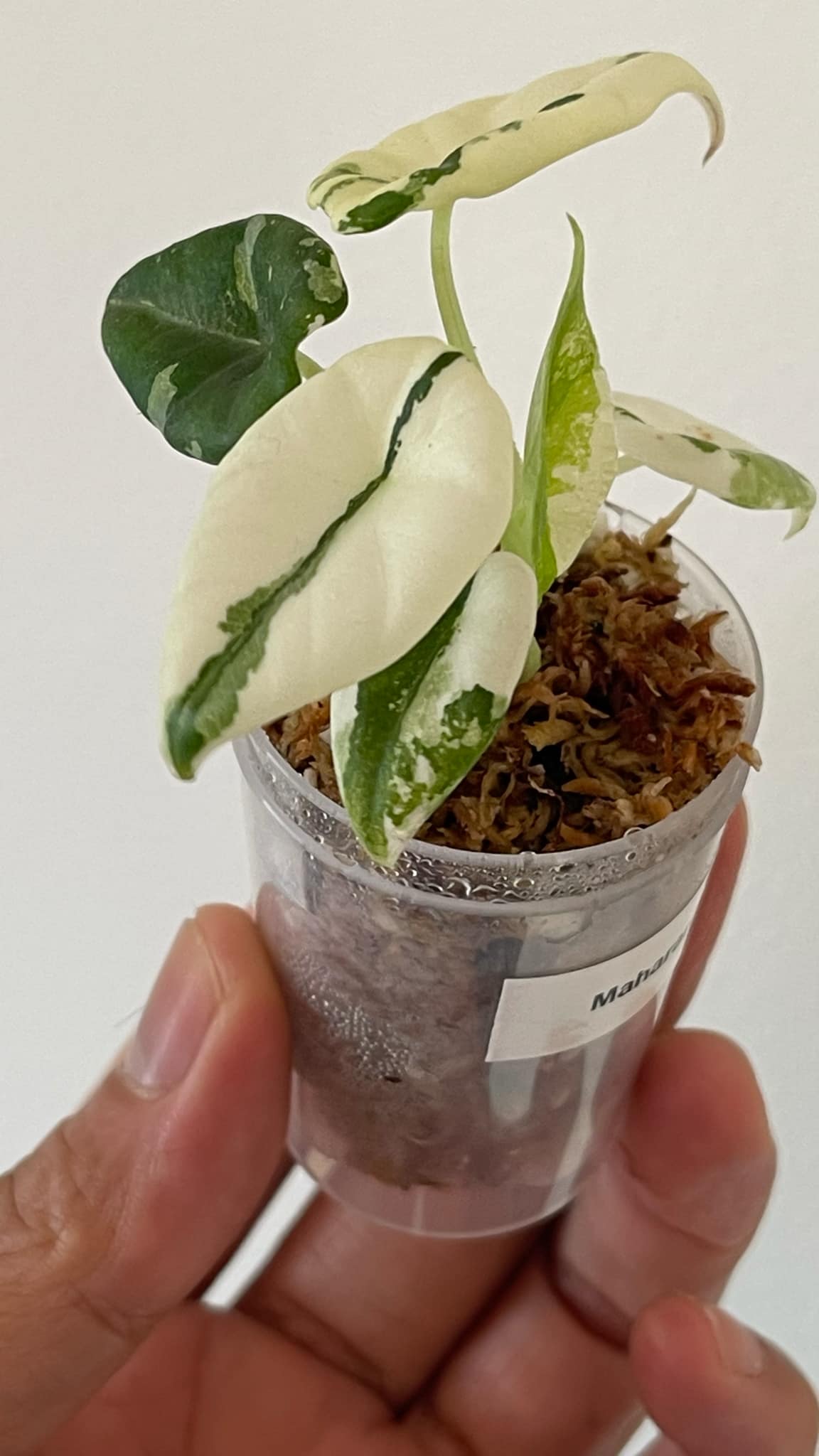 Alocasia Maharani Albo 2 Variegated