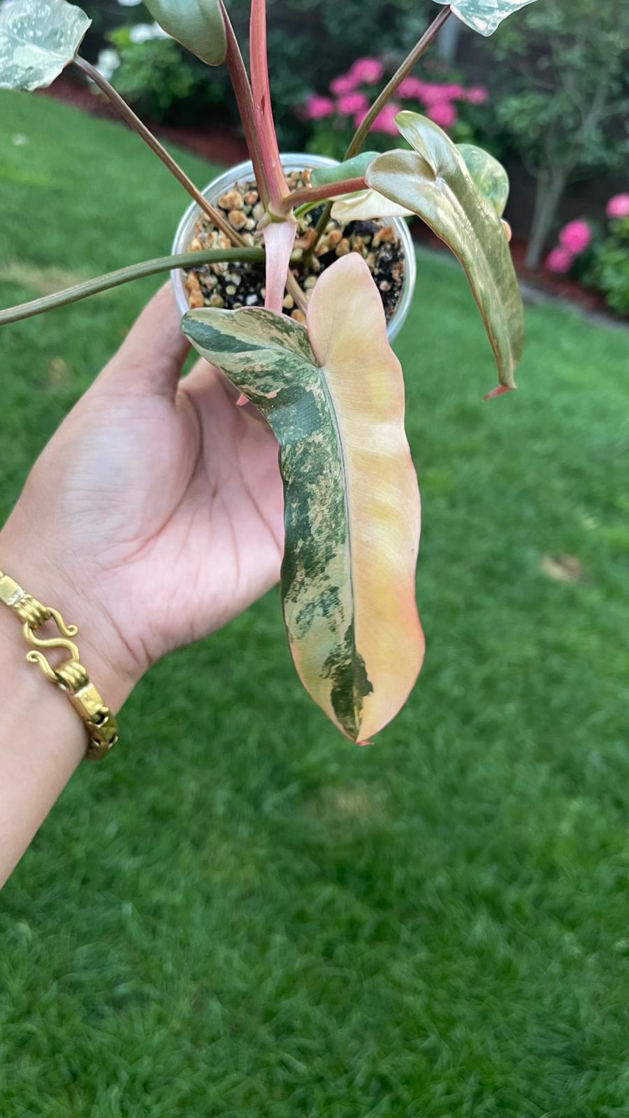 Philodendron Brown Beauty