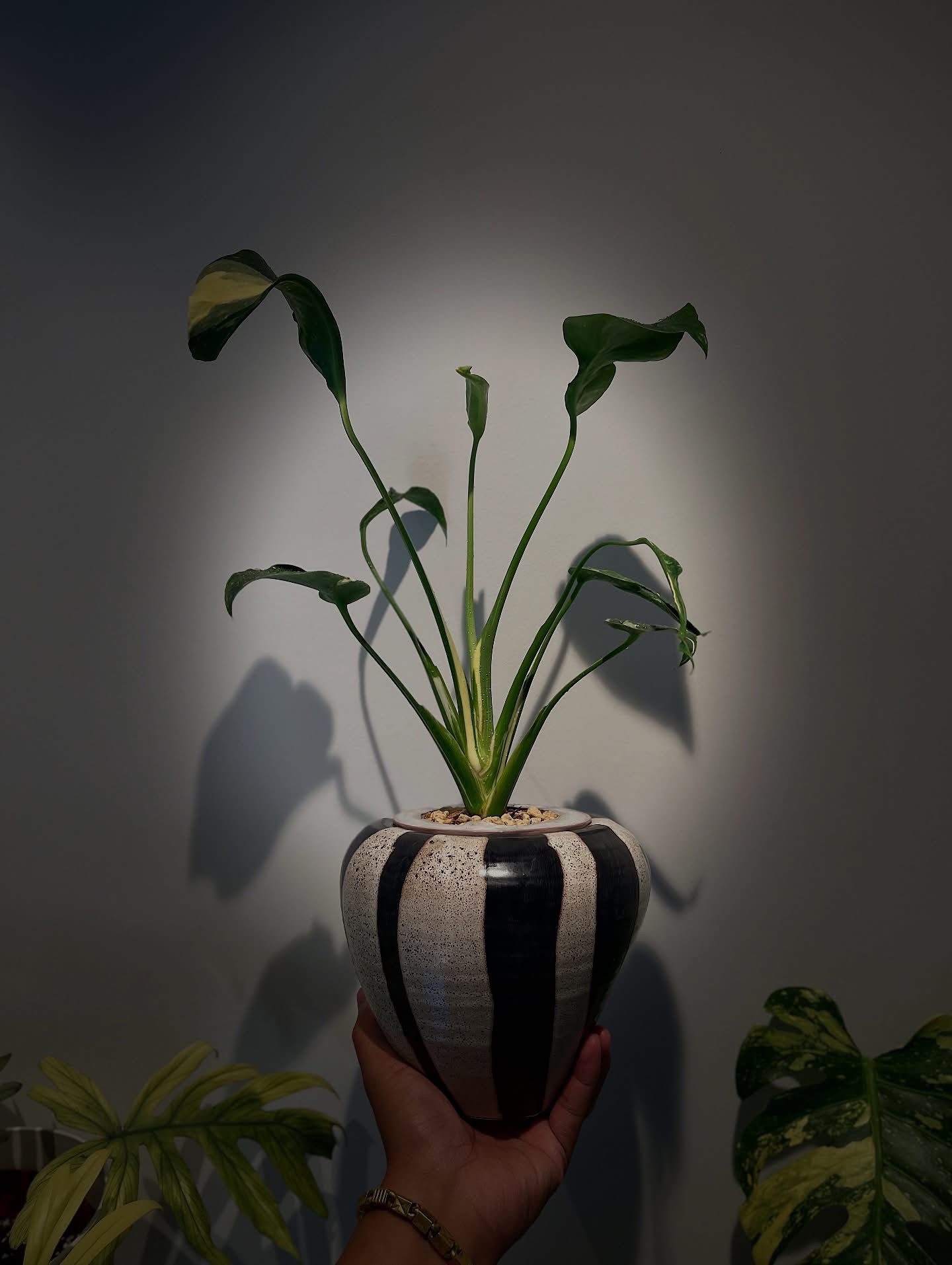 Monstera Deliciosa Gorgon's Whip