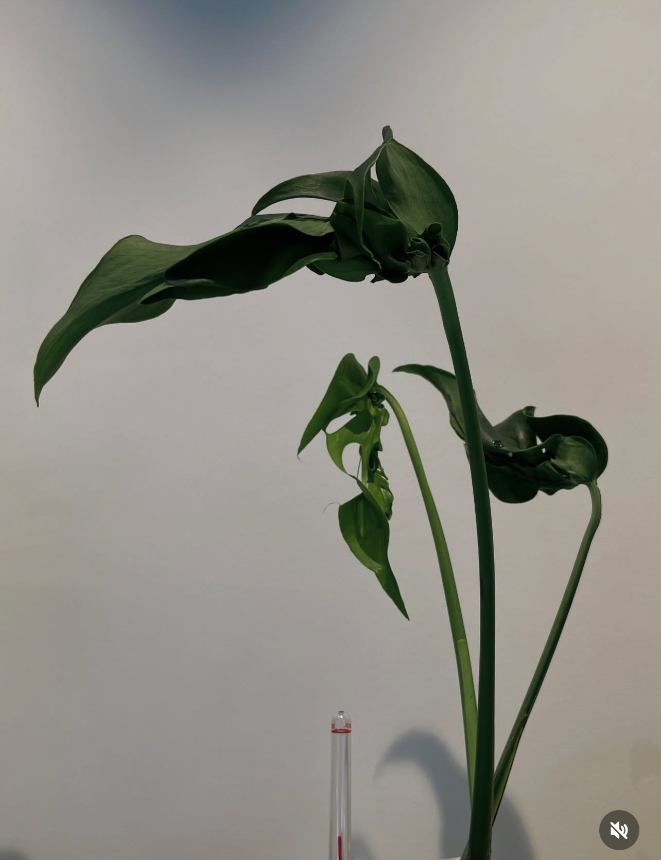 Monstera Hurricane 1