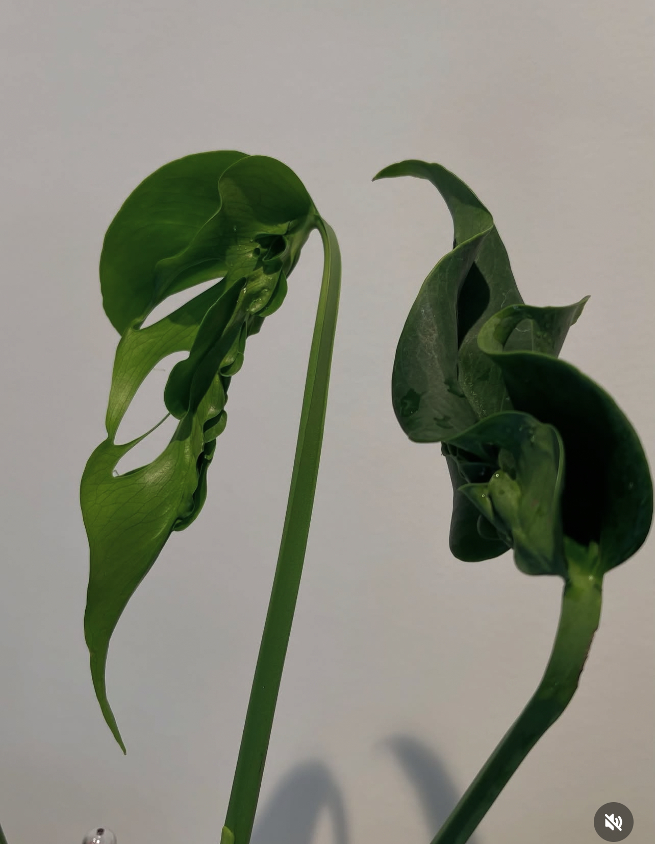 Monstera Hurricane 1