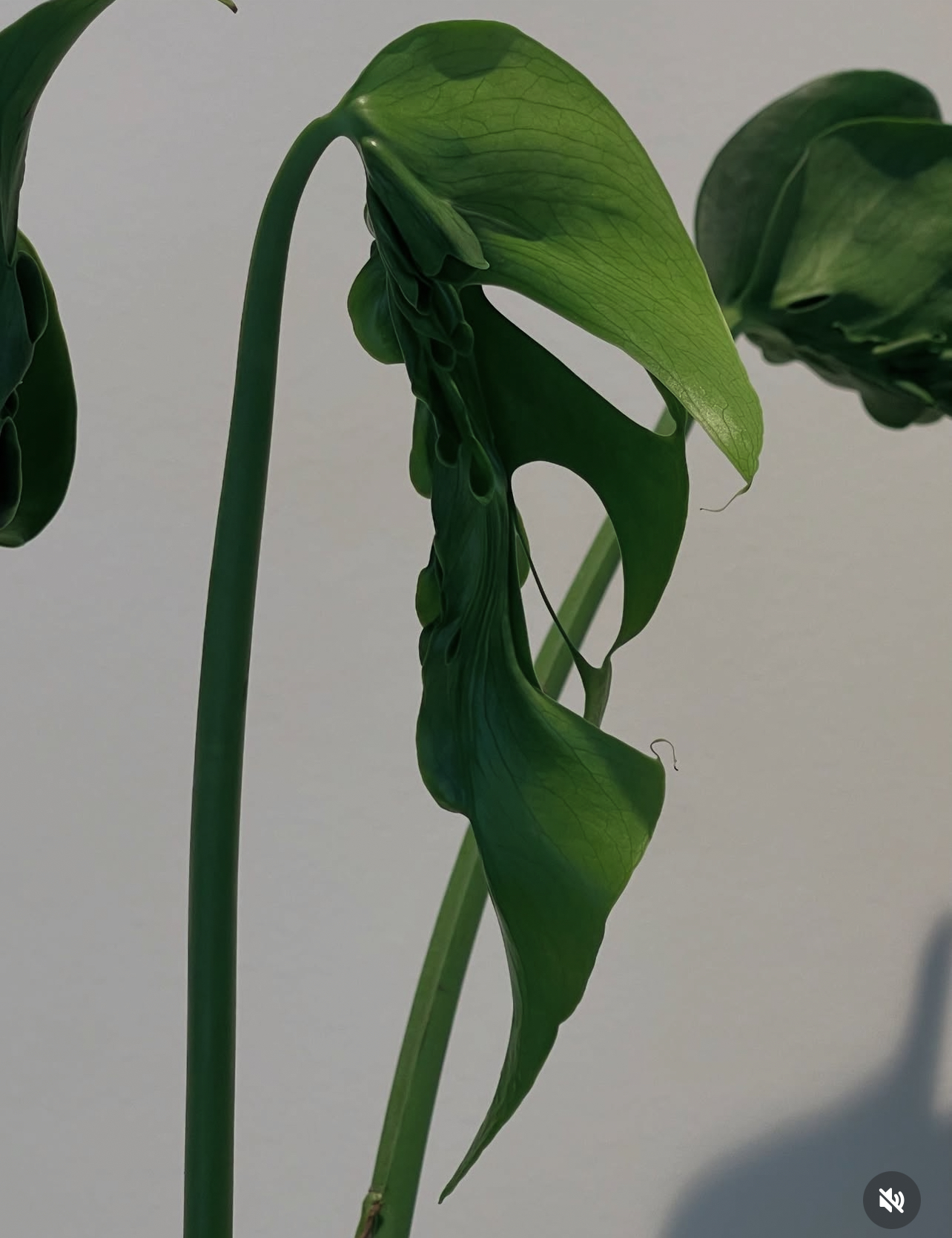 Monstera Hurricane 1