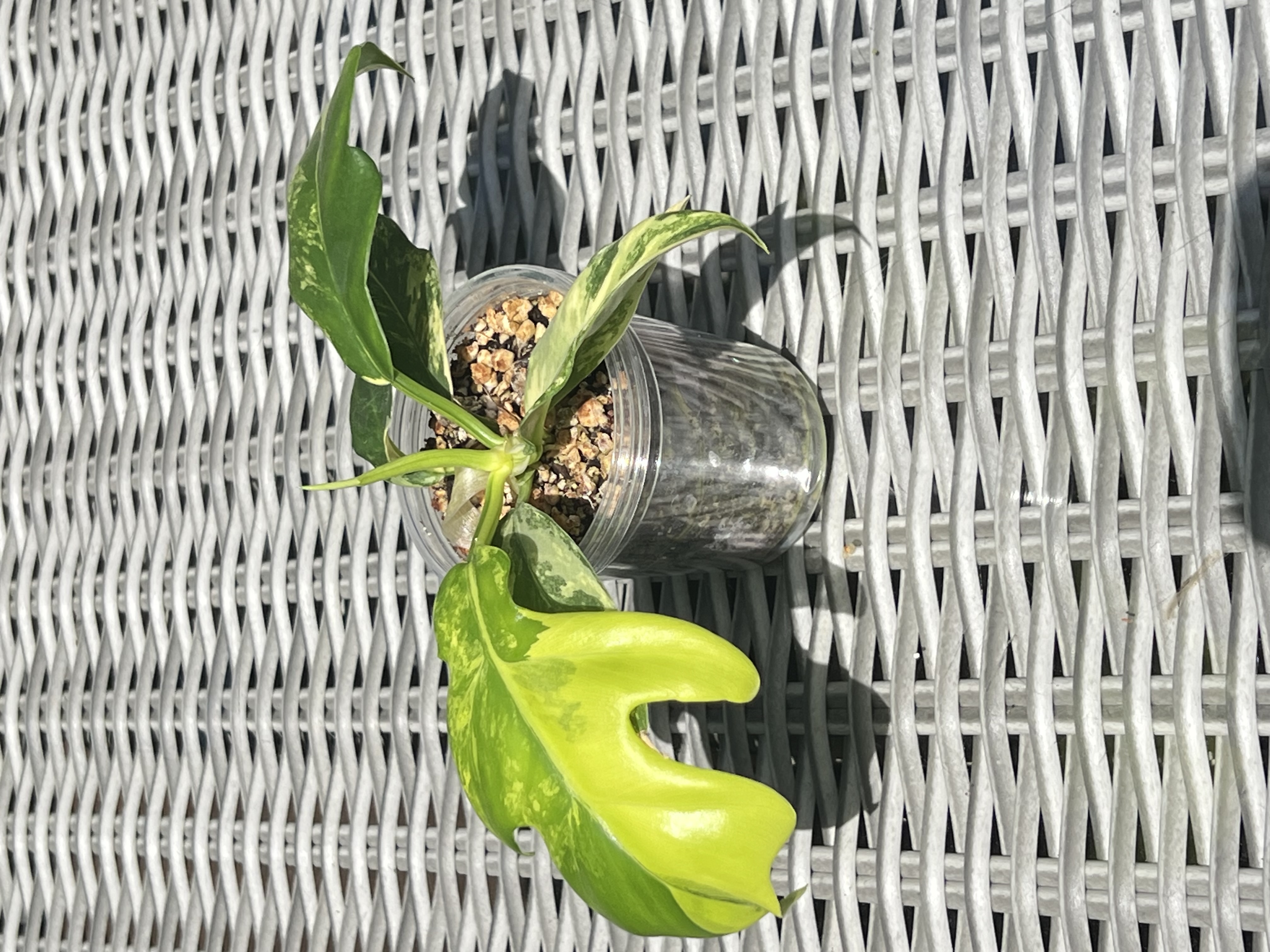 Philodendron Distantilobum Variegated