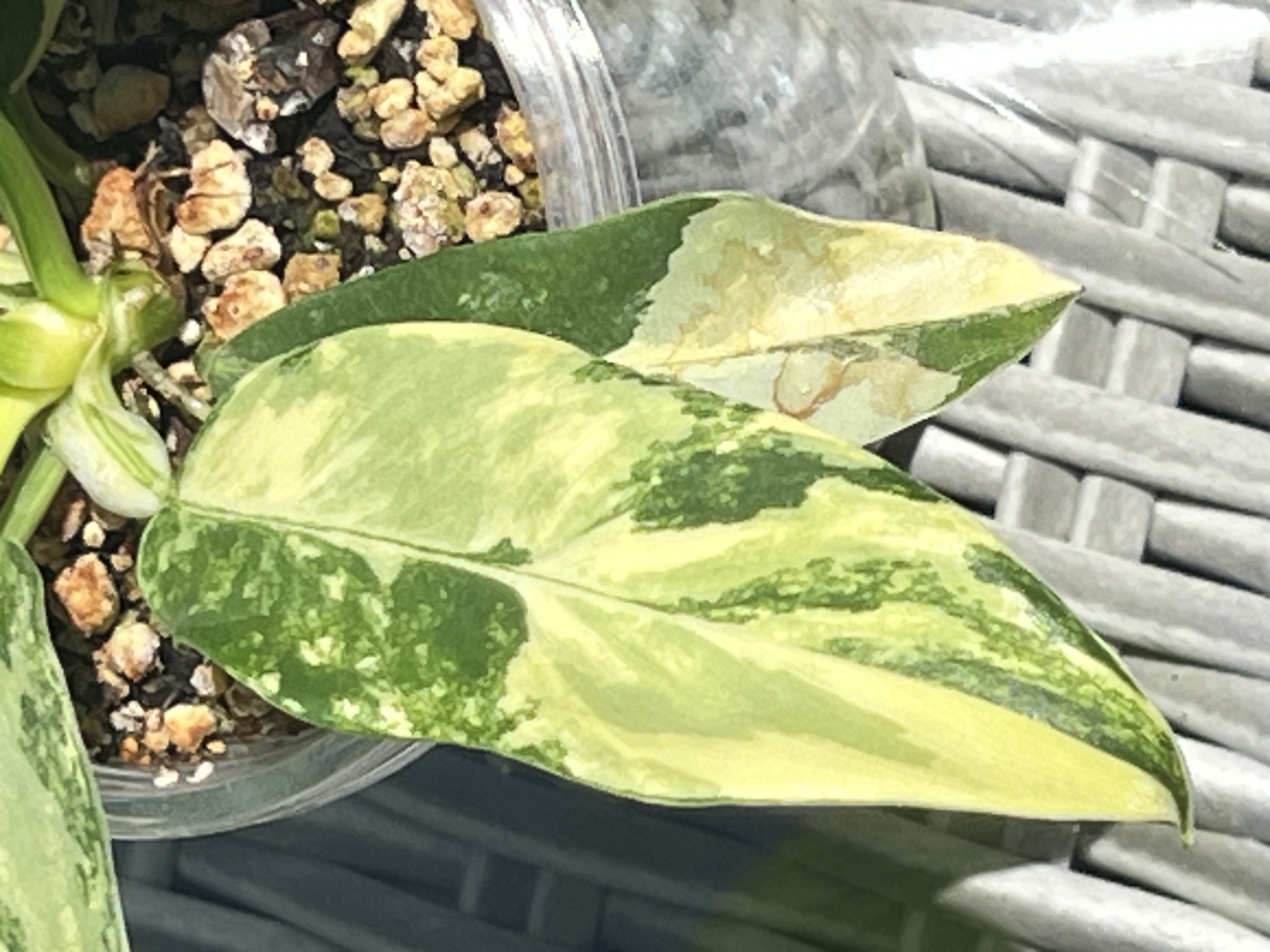 Philodendron Distantilobum Variegated