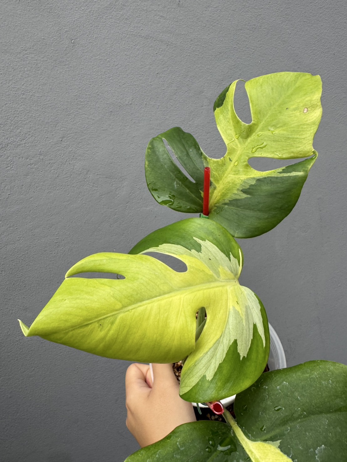 Monstera Deliciosa Lava Aurea Variegated ( R is sold )