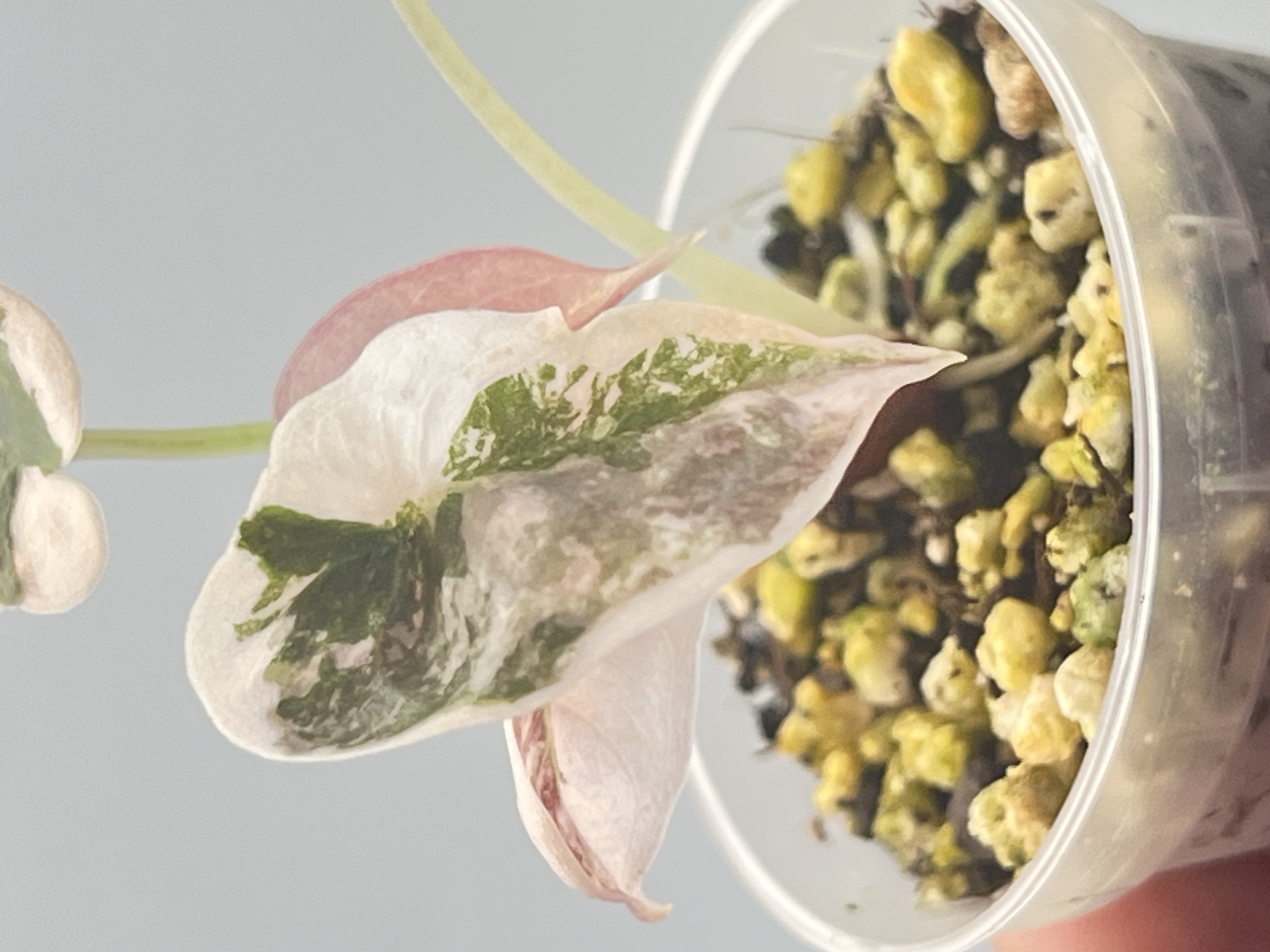 Alocasia Cuprea Pink 1 Variegated