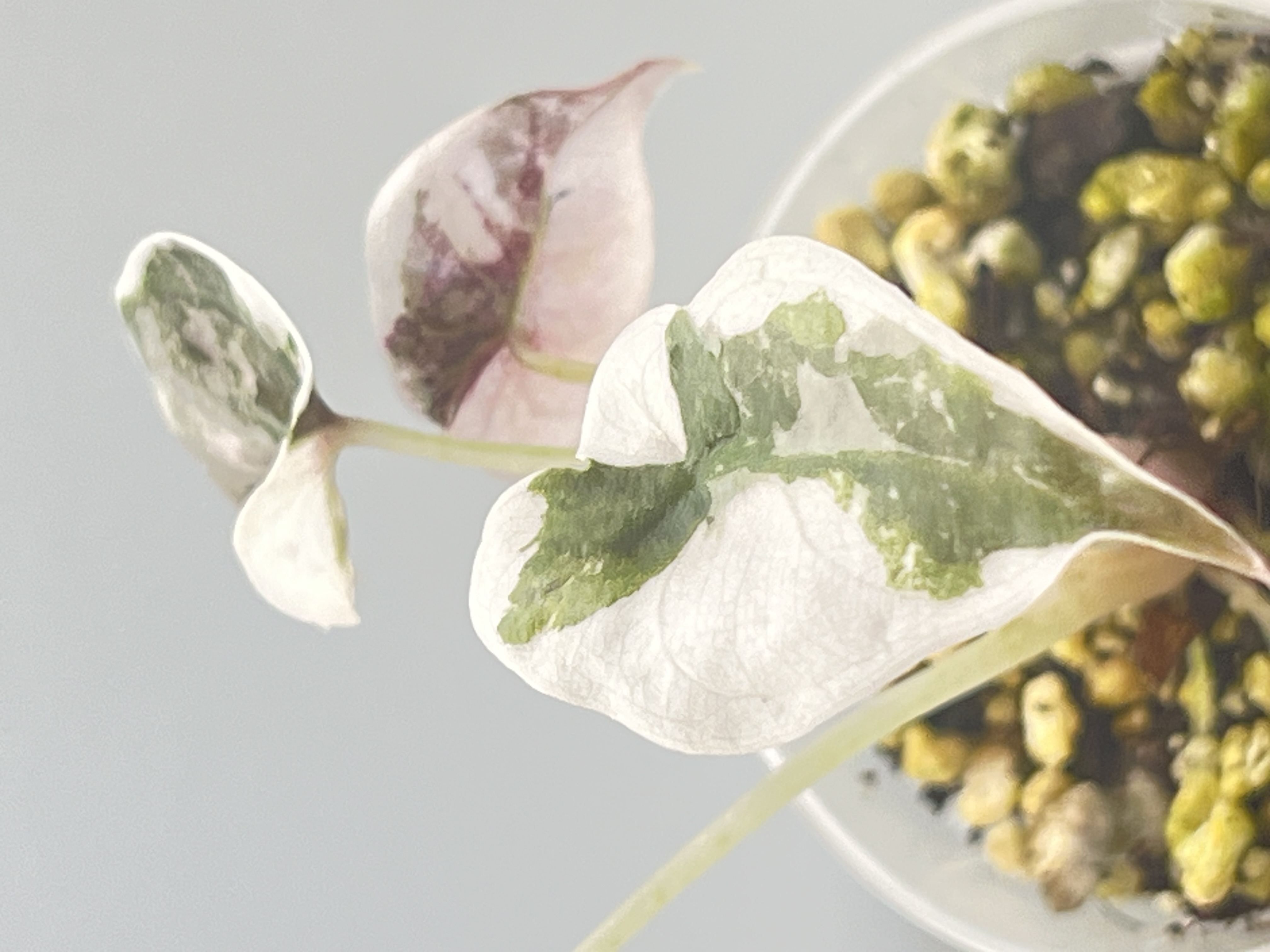 Alocasia Cuprea Pink 1 Variegated