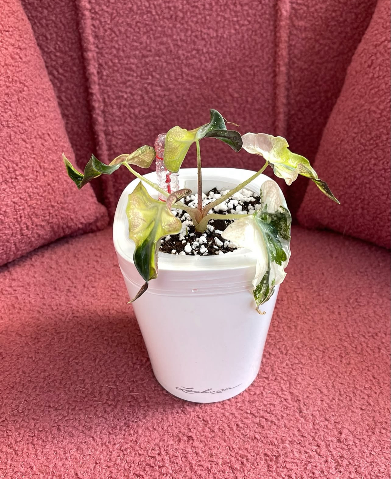 Alocasia Loco Albo Variegated mother plant