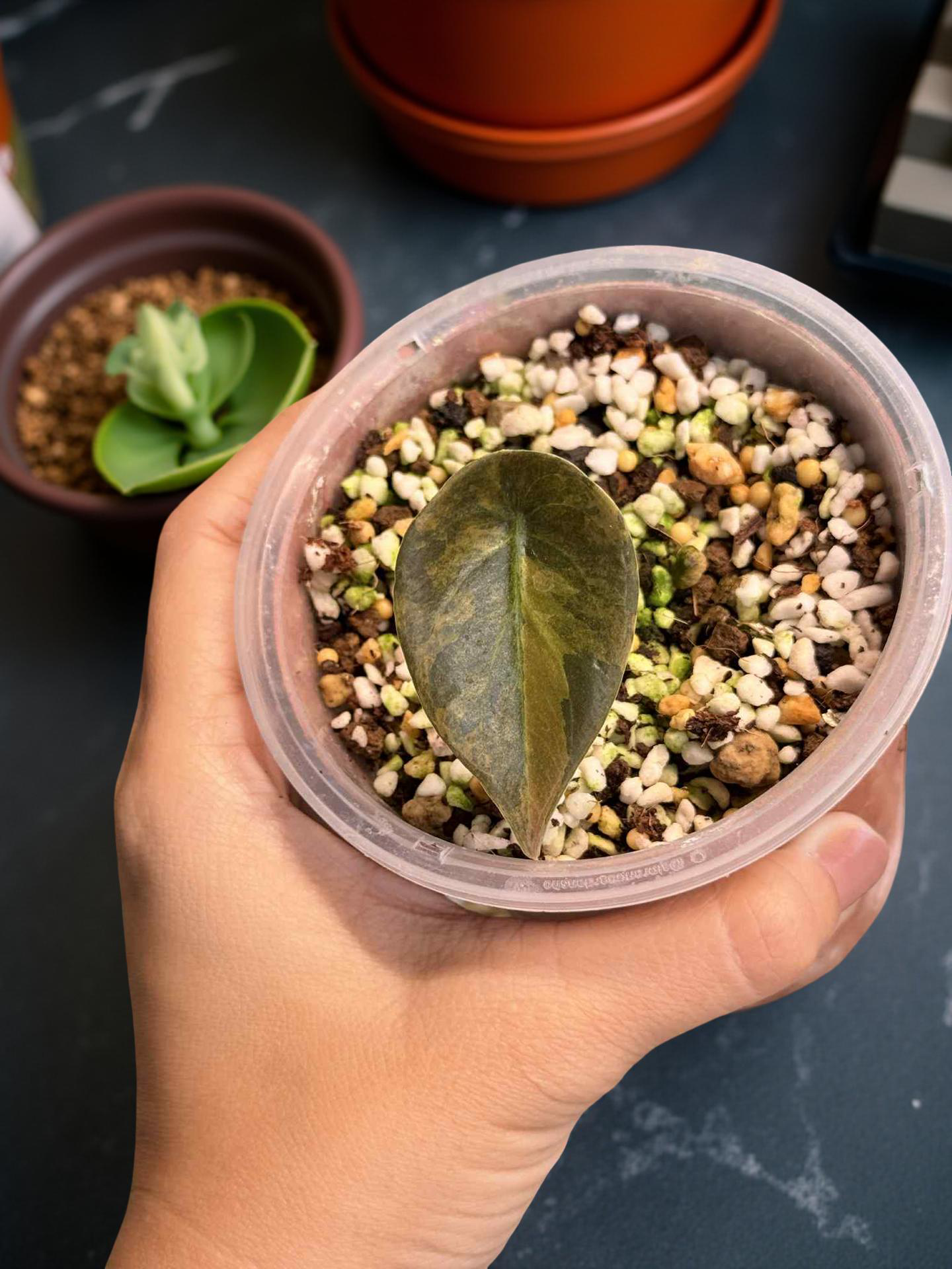 Alocasia Cuprea Gold 2 Variegated ( baby plant )