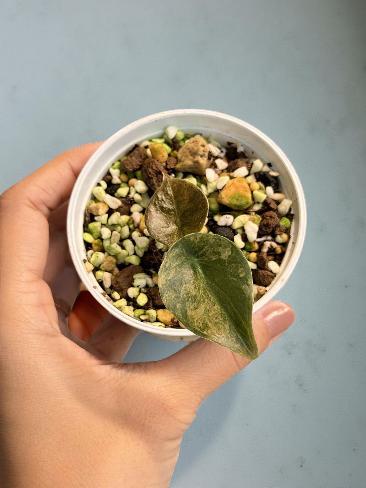 Alocasia Cuprea Gold 1 Variegated