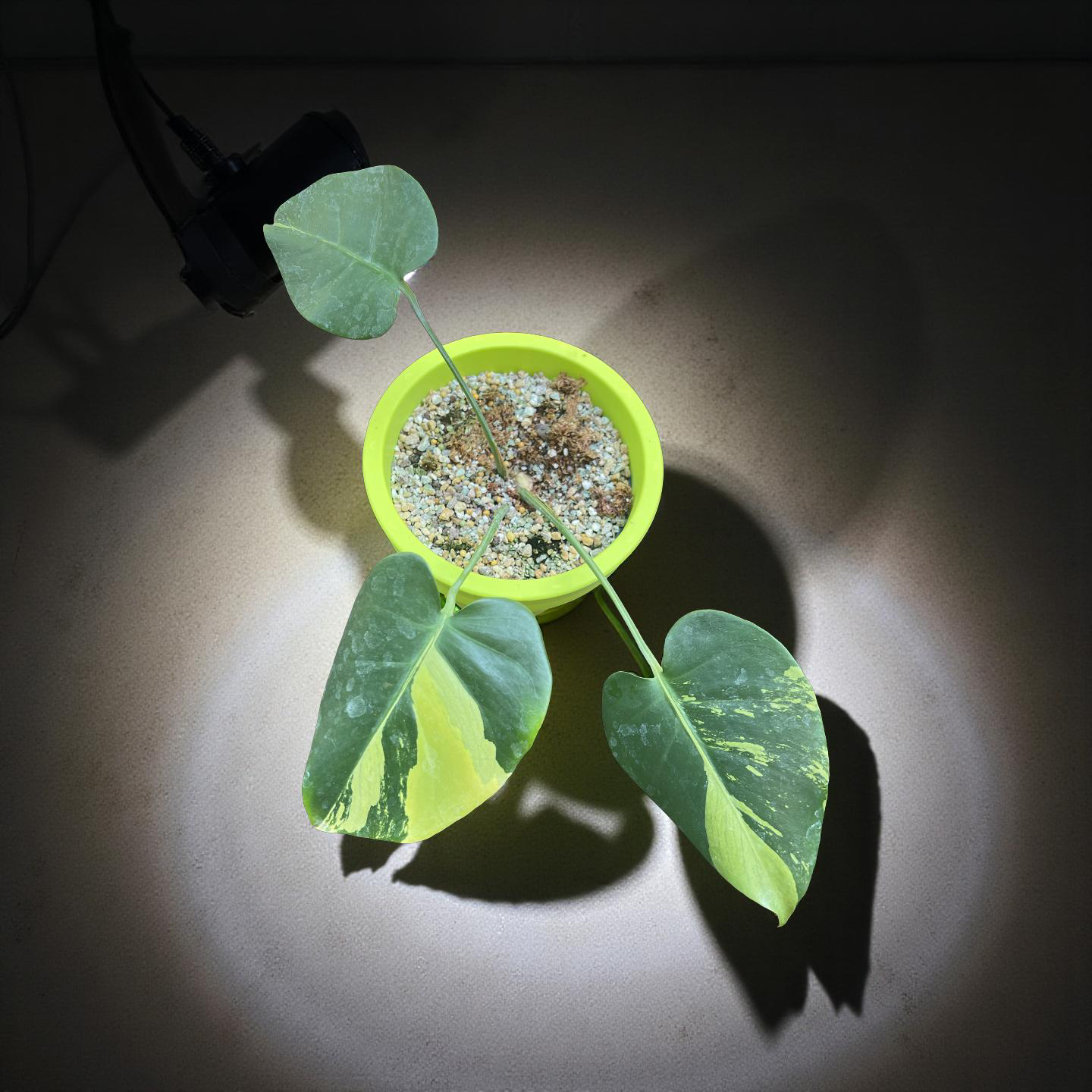 Monstera Deliciosa Aurea Lime mint Variegated