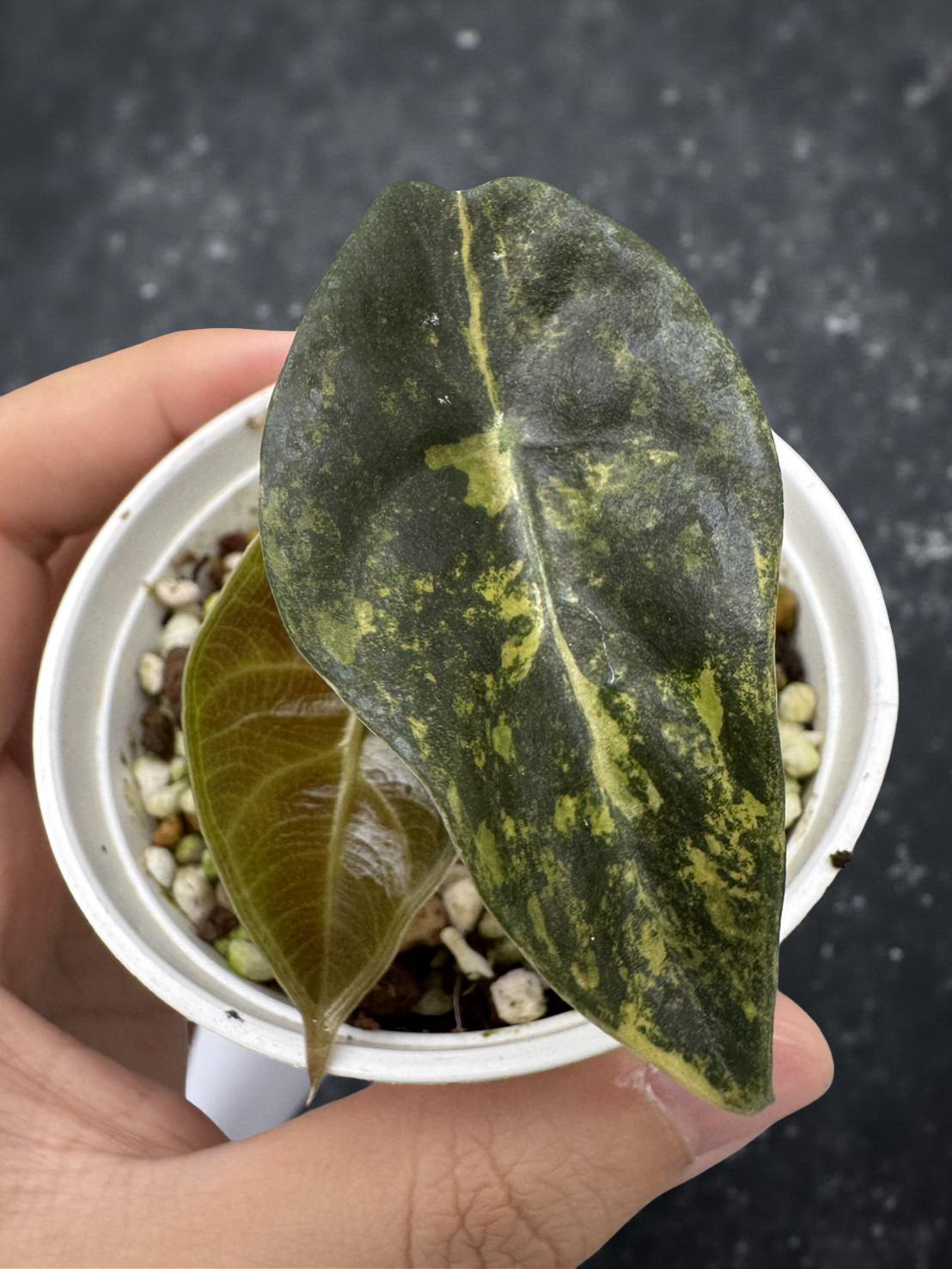 Alocasia Sedenii Aurea 2 Variegated