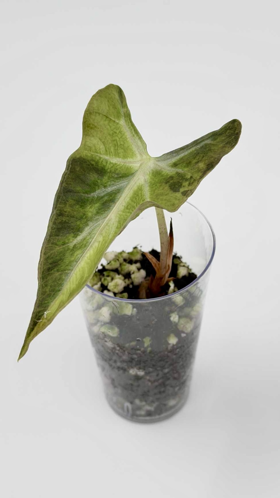 Alocasia Loco Gold Variegated