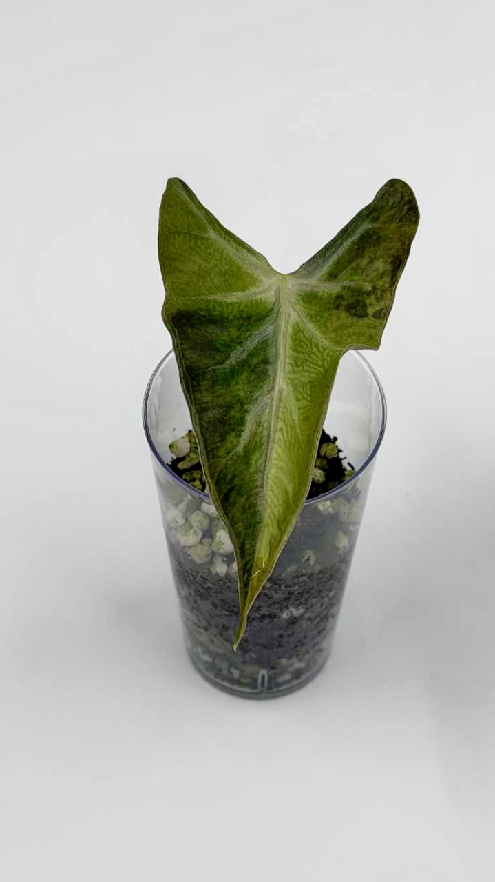 Alocasia Loco Gold Variegated