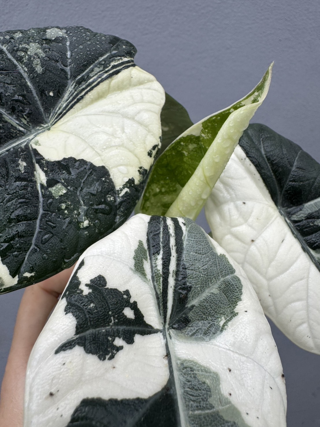 Alocasia Maharani Albo Variegated