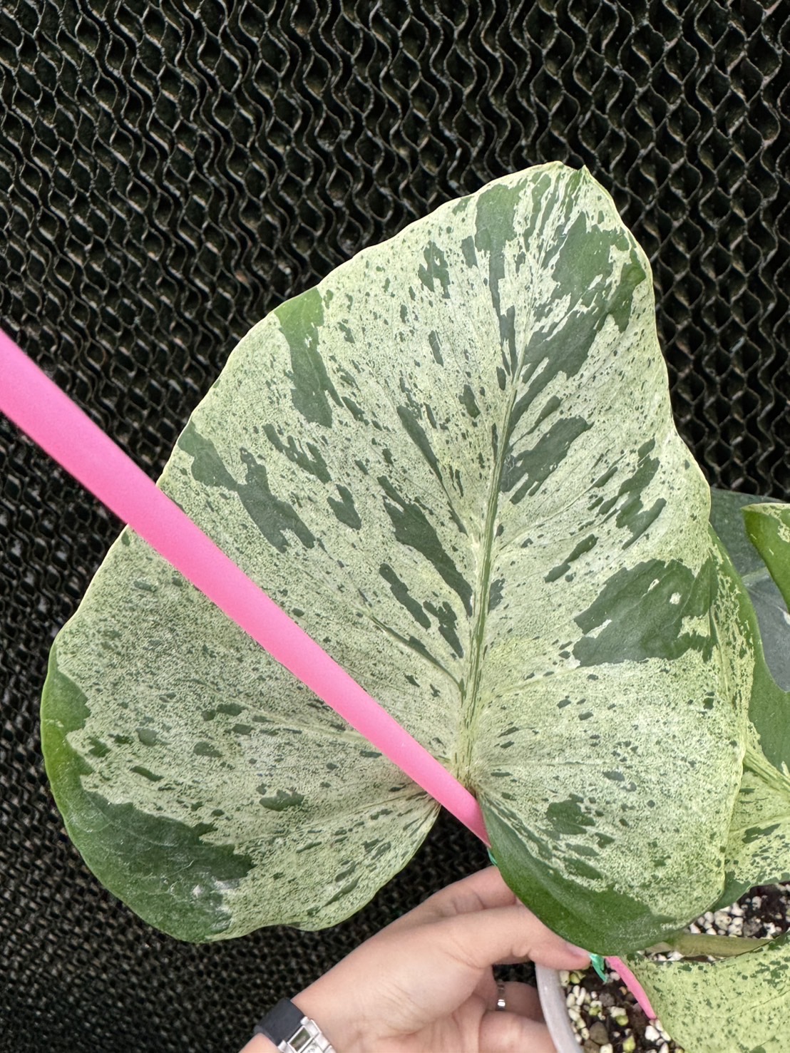 Monstera Bulbasaur 4