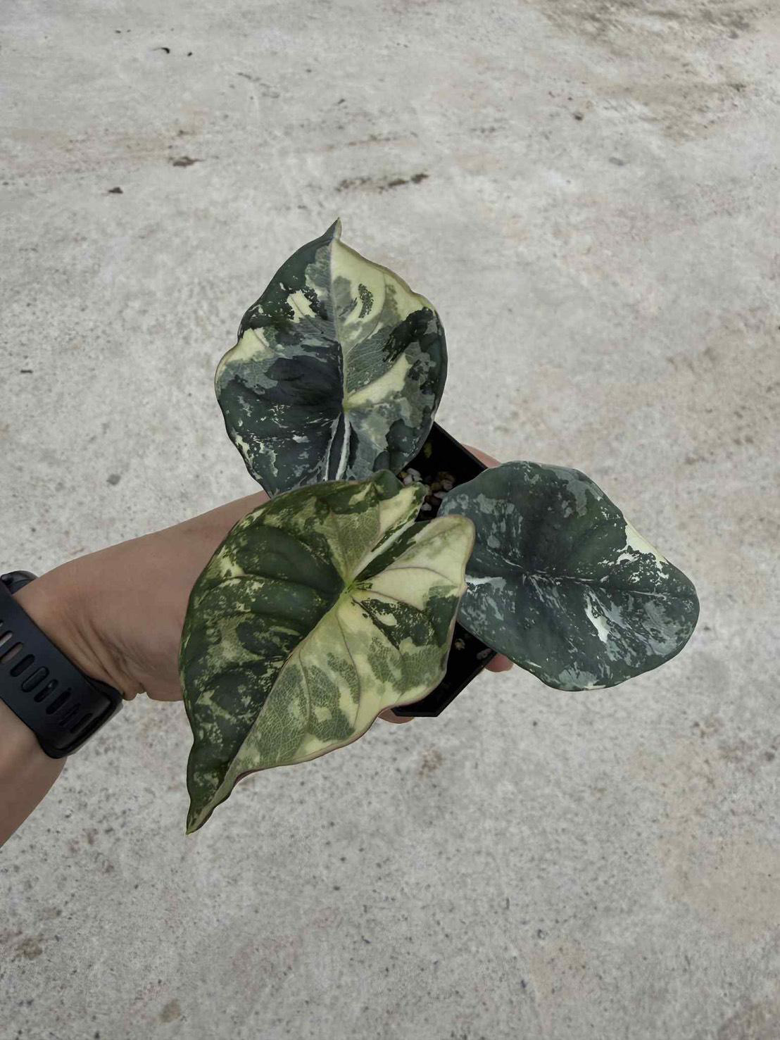 Alocasia Nebula Albo Pink 1 Variegated