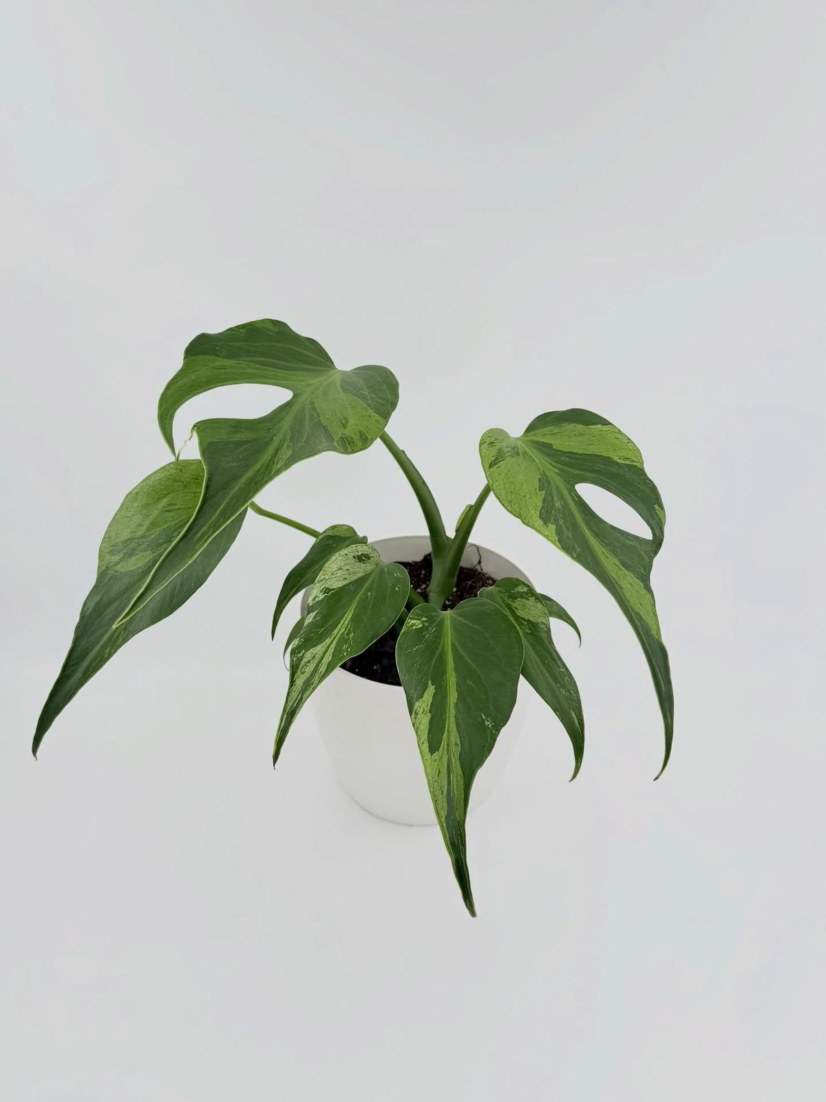 Monstera Burle Marx Flame Variegated ( cuttings )