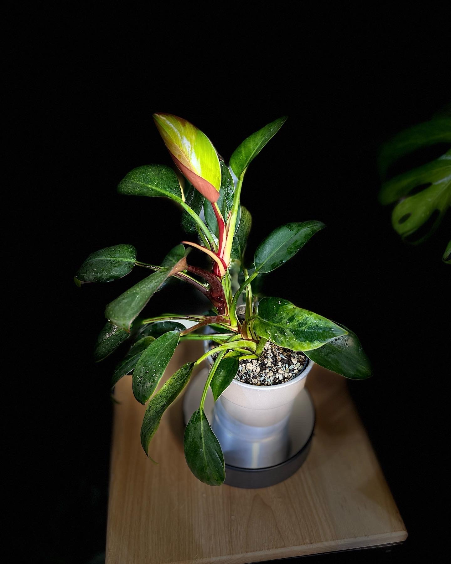 Winkelmandje Panya's Variegated Plants