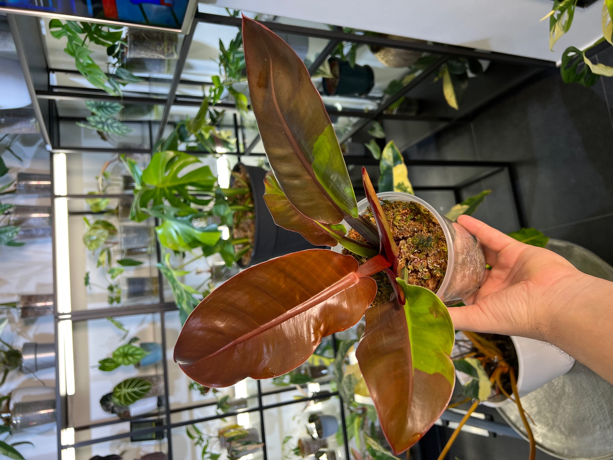 Winkelmandje - Panya&rsquo;s Variegated Plants